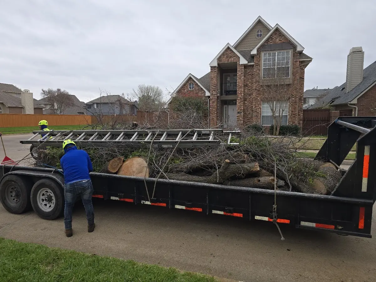 Expert Tree Fertilization with proper safety equipment in Valley Springs